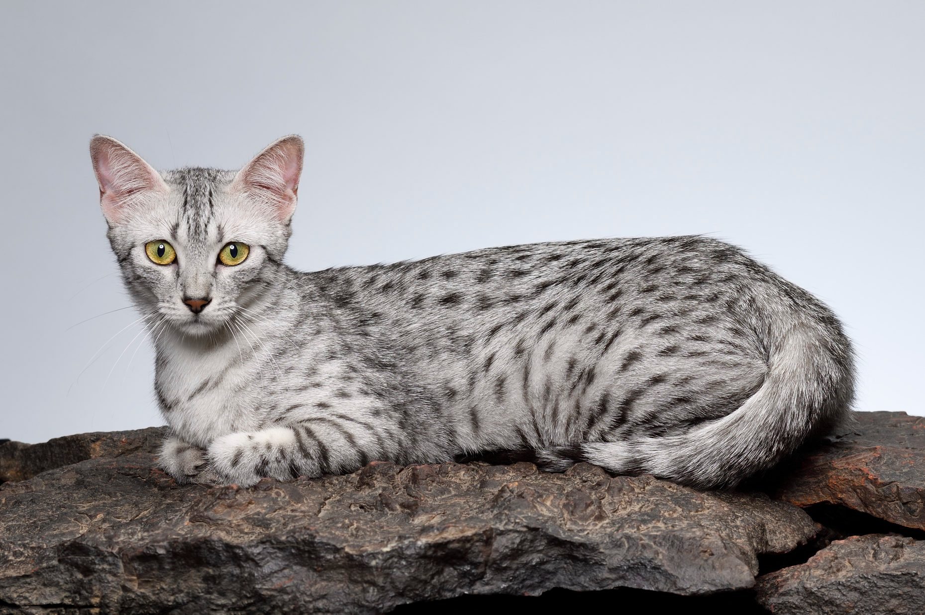 Egyptian Mau cat female cat