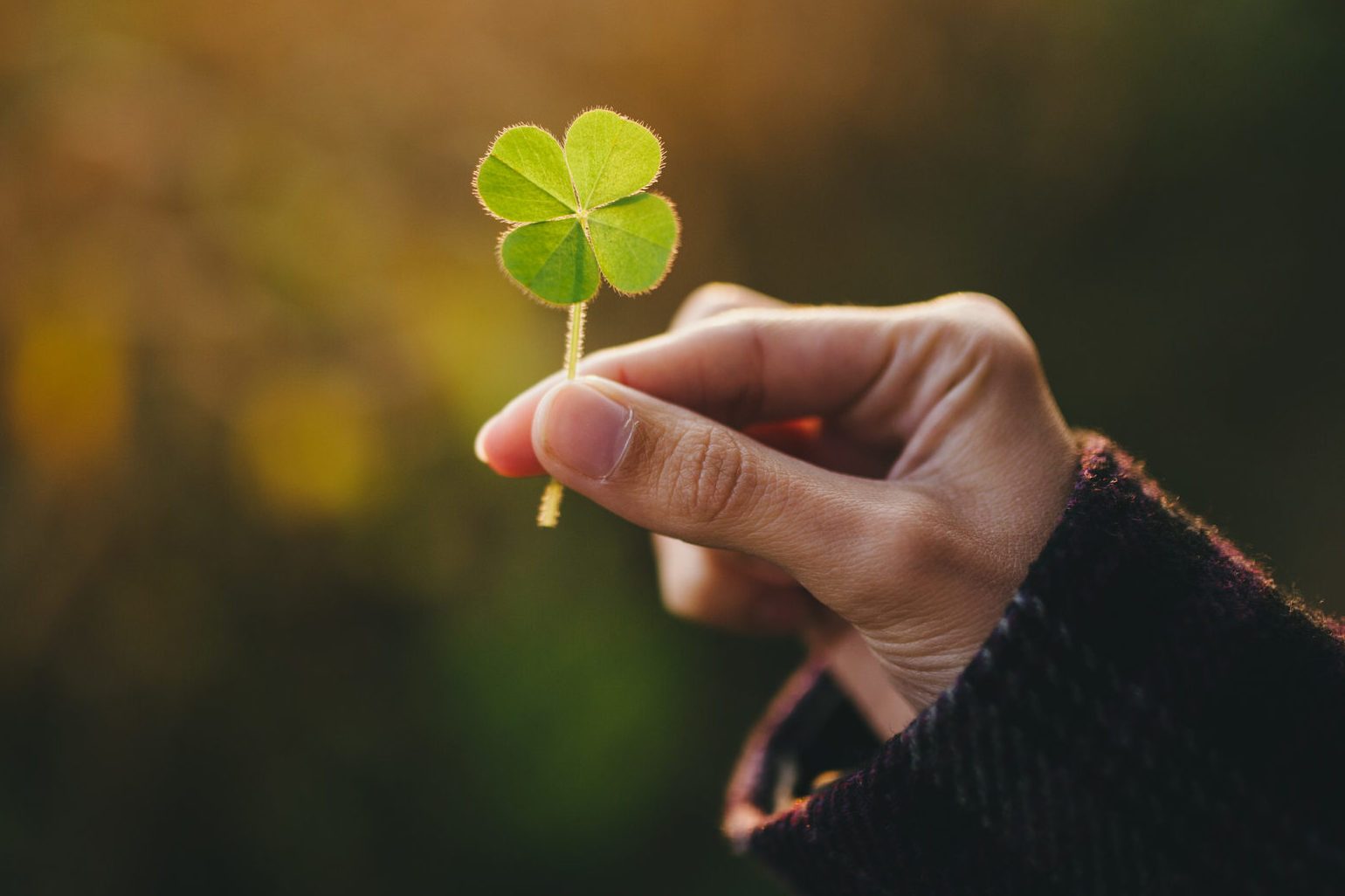 Download Why Four Leaf Clovers Are Considered Lucky Four Leaf Clover Meaning