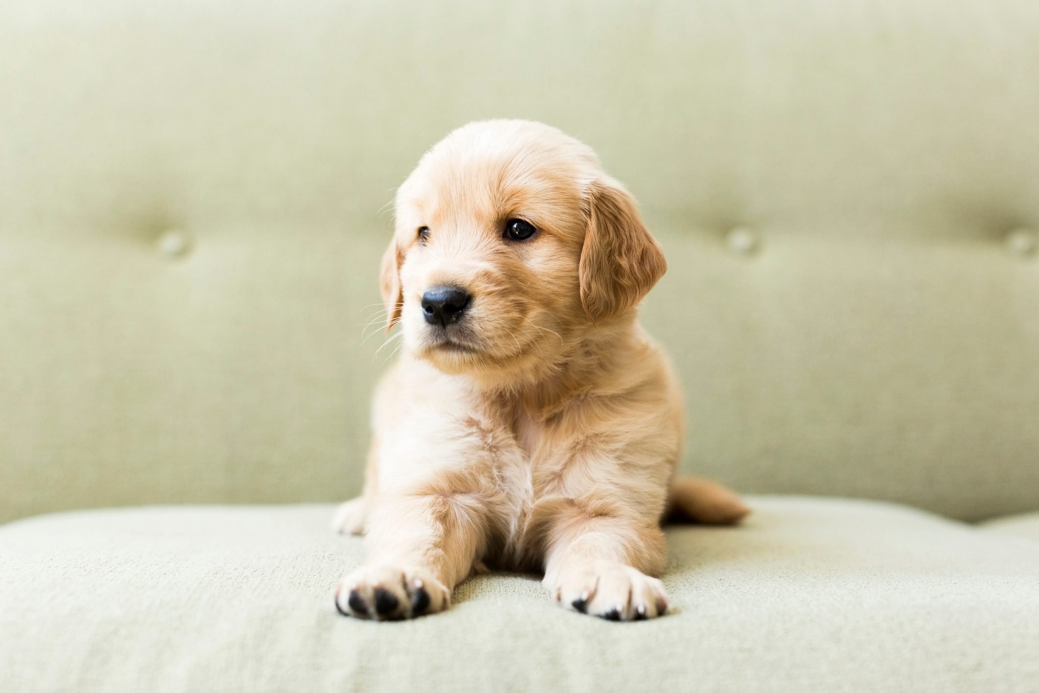 50 Cutest Dog Breeds as Puppies Reader's Digest