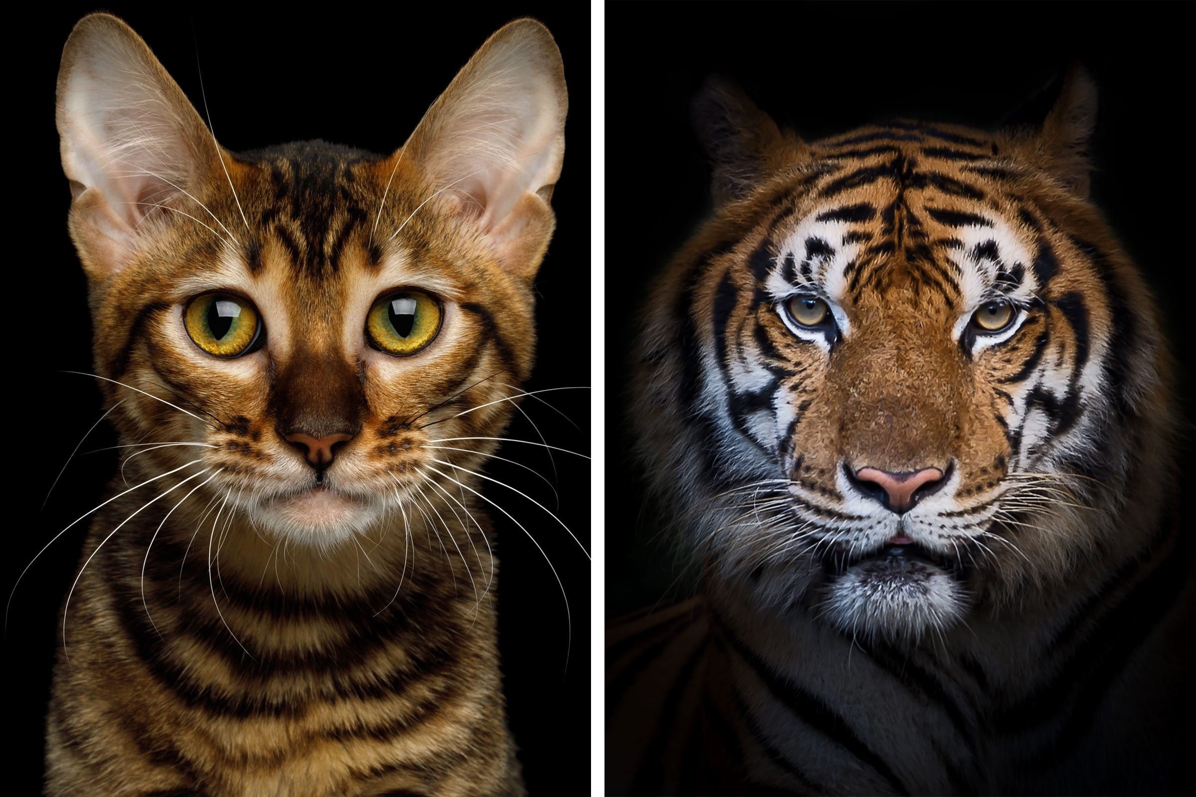 a side by side comparison of a cat and a tiger