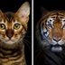 10 Cats That Look Just Like Tigers