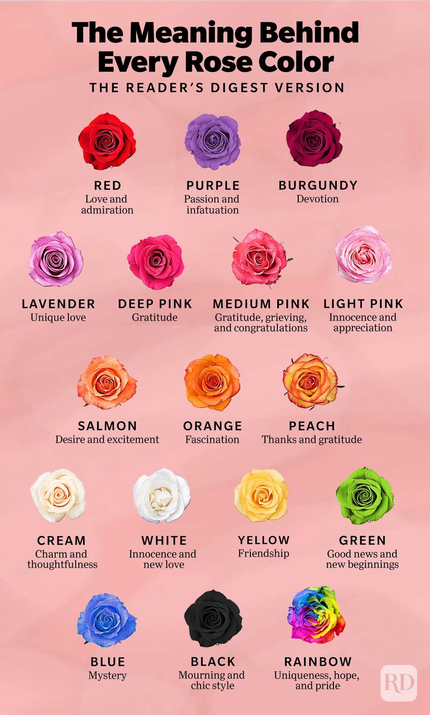 Rose Symbolism, Colours & Meanings