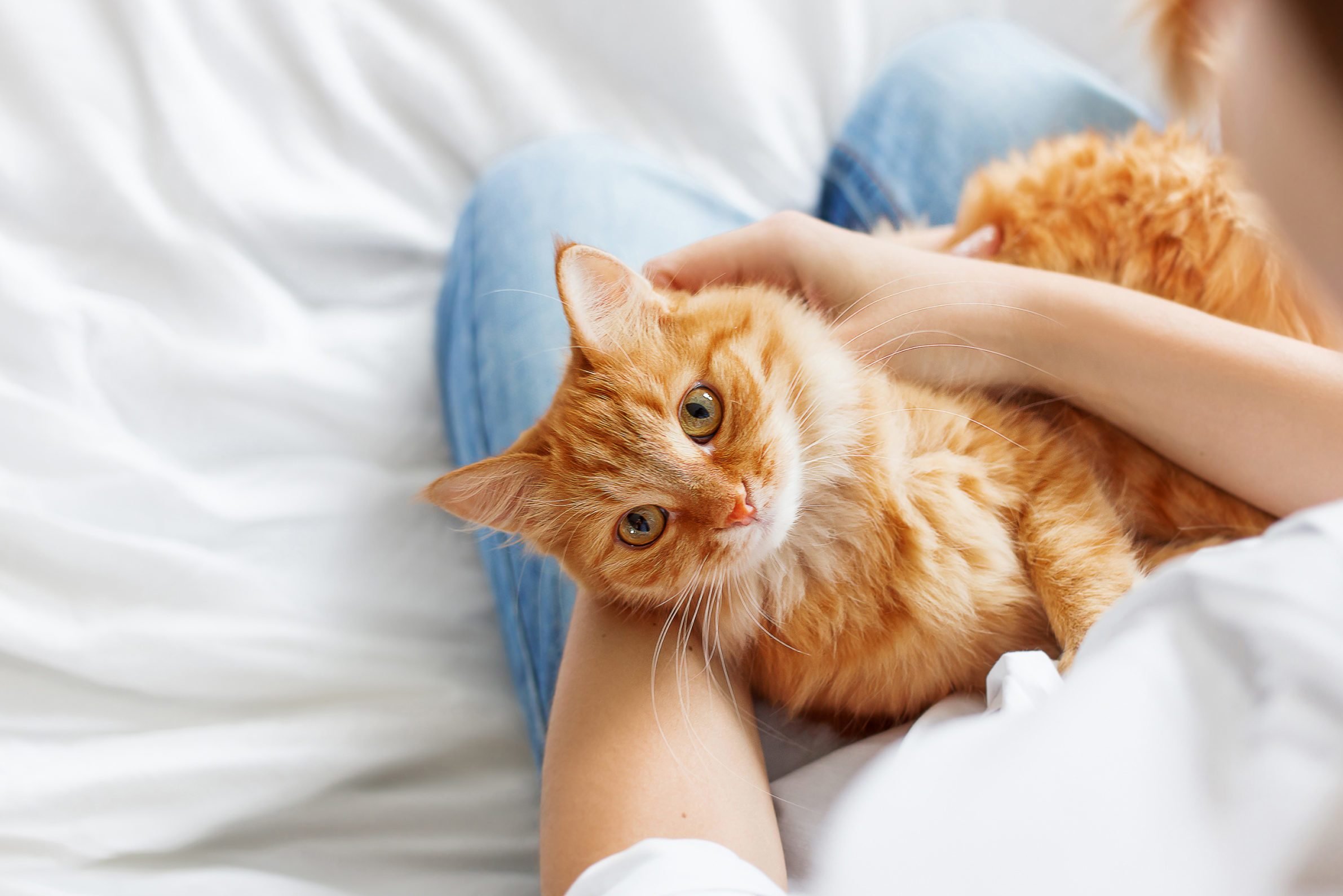12 Most Affectionate Cuddly Cats Reader S Digest