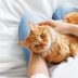 12 Most Affectionate Cat Breeds That Love Snuggles and Pets