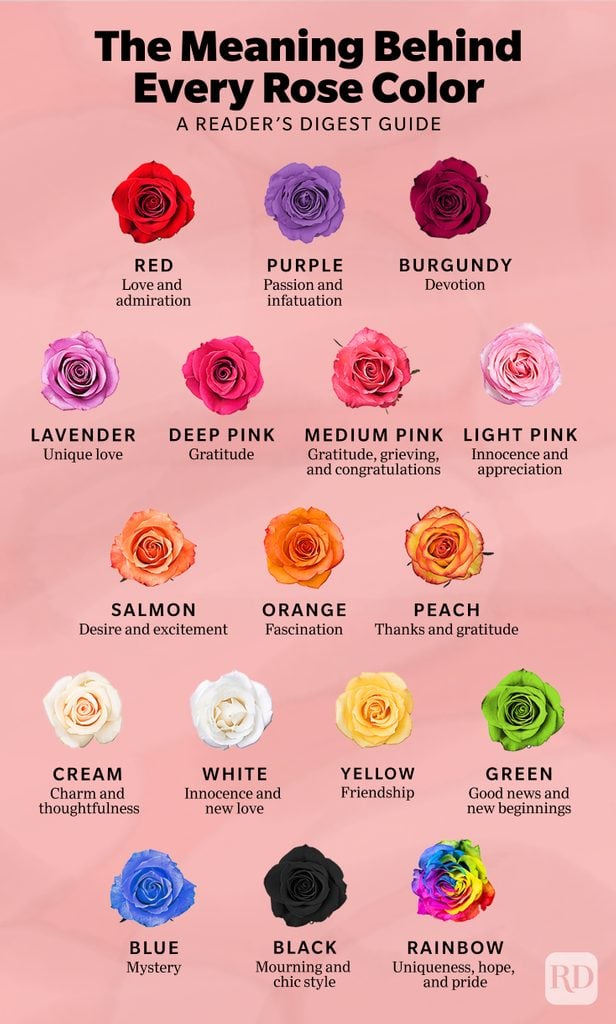 Rose Color Meanings Infographic ?resize=616