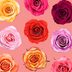 17 Rose Color Meanings to Help You Pick the Perfect Bloom Every Time