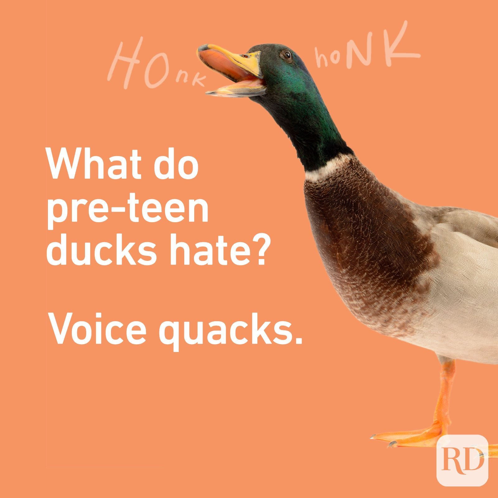 Ducks have veeeery long legs : r/memes
