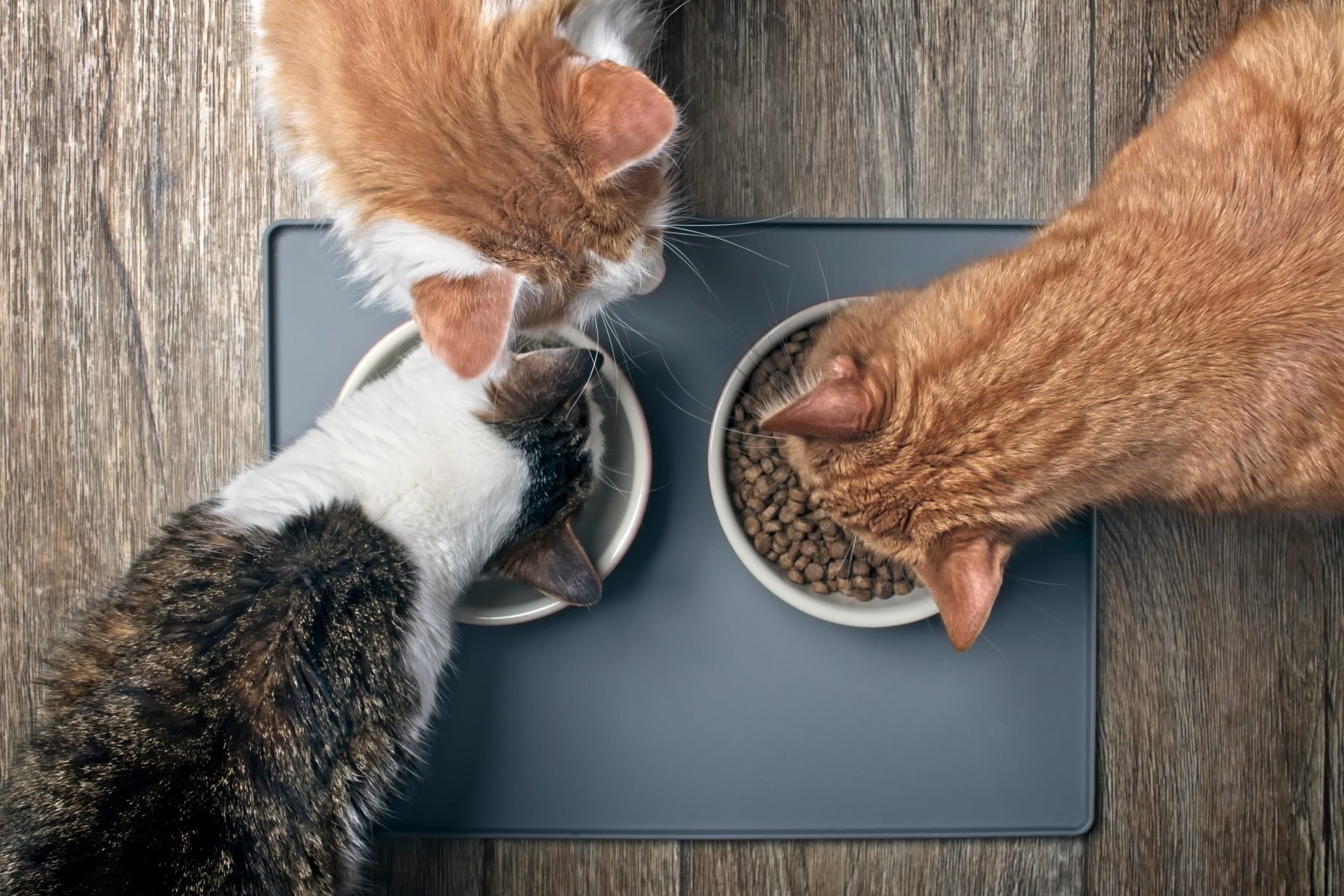 The Very Best Diet for Cats, According to Vets Reader's Digest