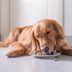 The Best Dog Food Brands for Strong and Healthy Pets, According to Veterinarians