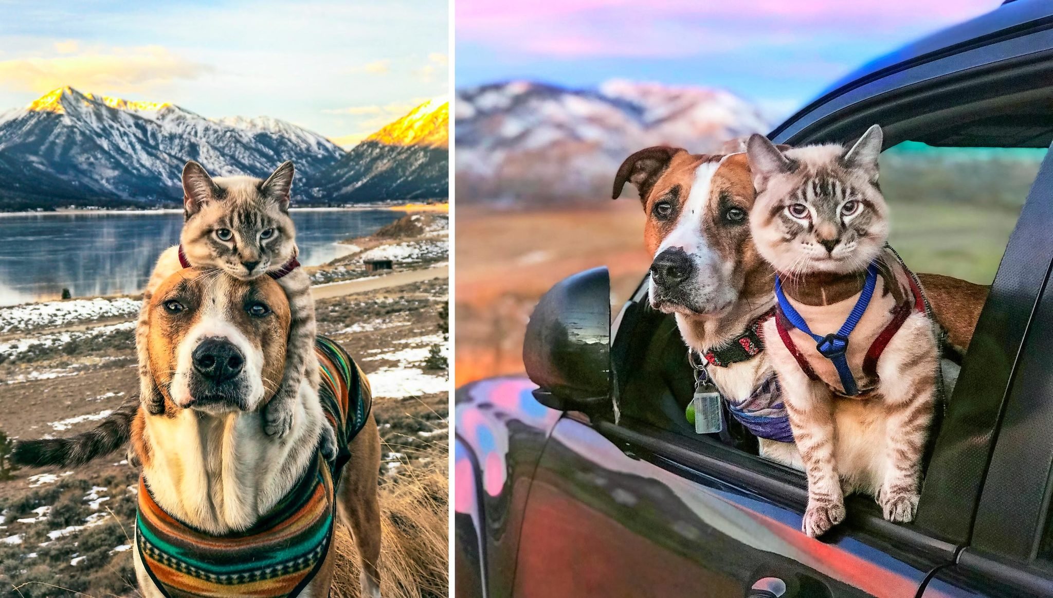 Henry and Baloo The Cutest Dog and Cat Adventure Pair Reader's Digest