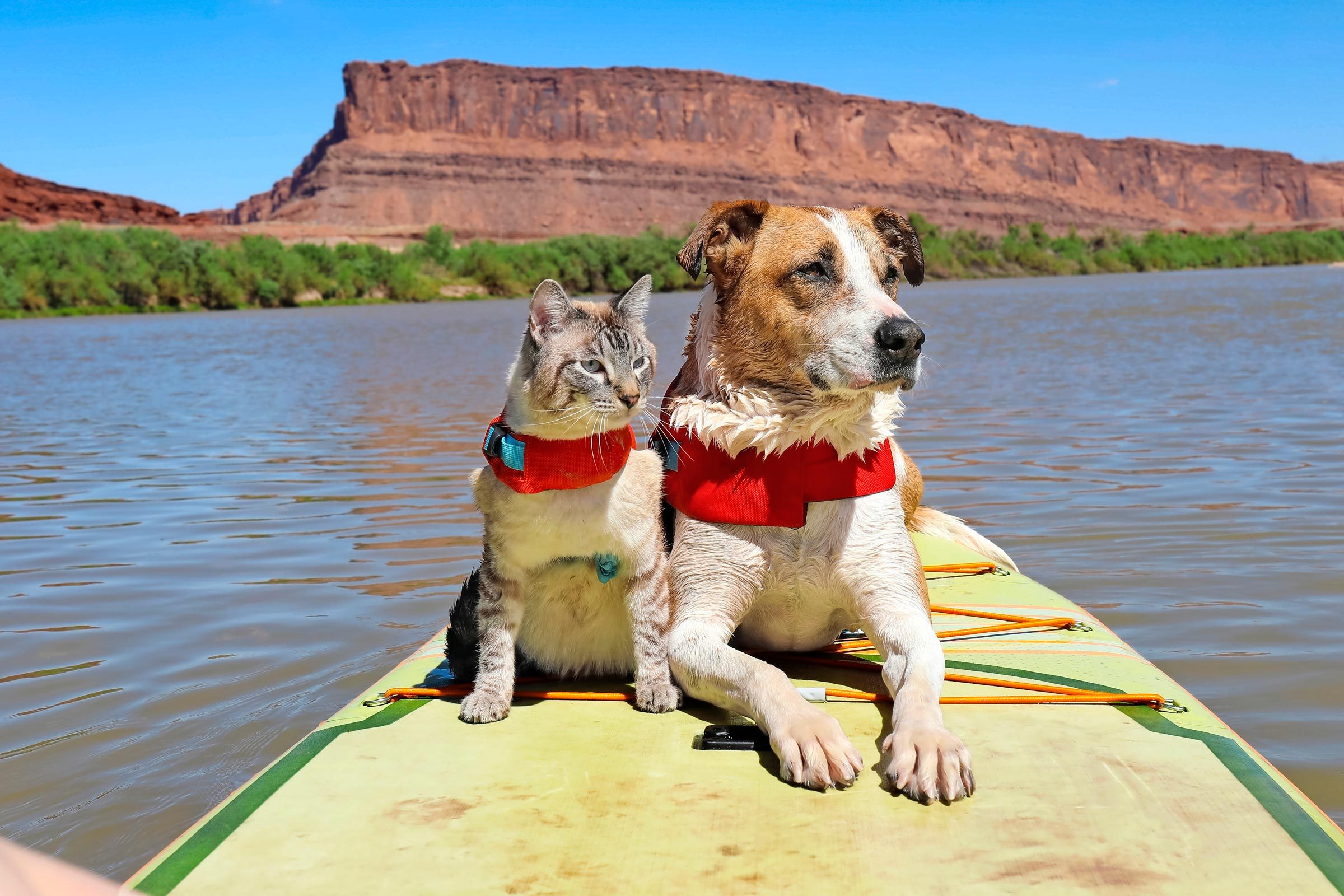 Henry and Baloo The Cutest Dog and Cat Adventure Pair Reader's Digest