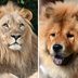 8 Regal Dogs That Look Just Like Lions
