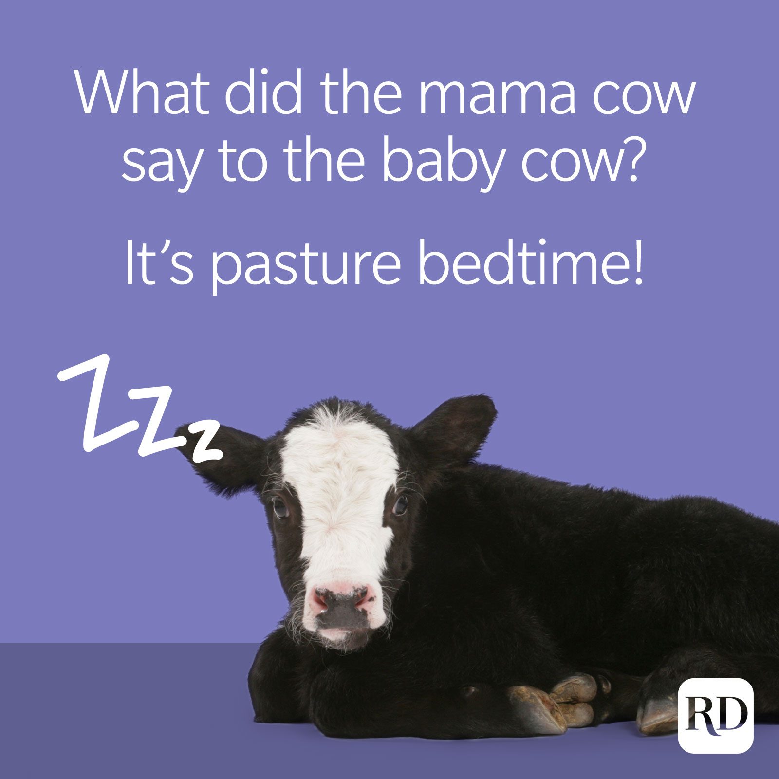 50 Cow Jokes That Are Udderly Hilarious Reader S Digest