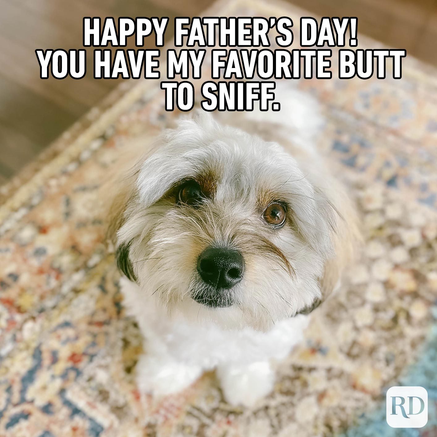 Scruffy dog. Meme text: Happy Father's Day! You have my favorite butt to sniff.