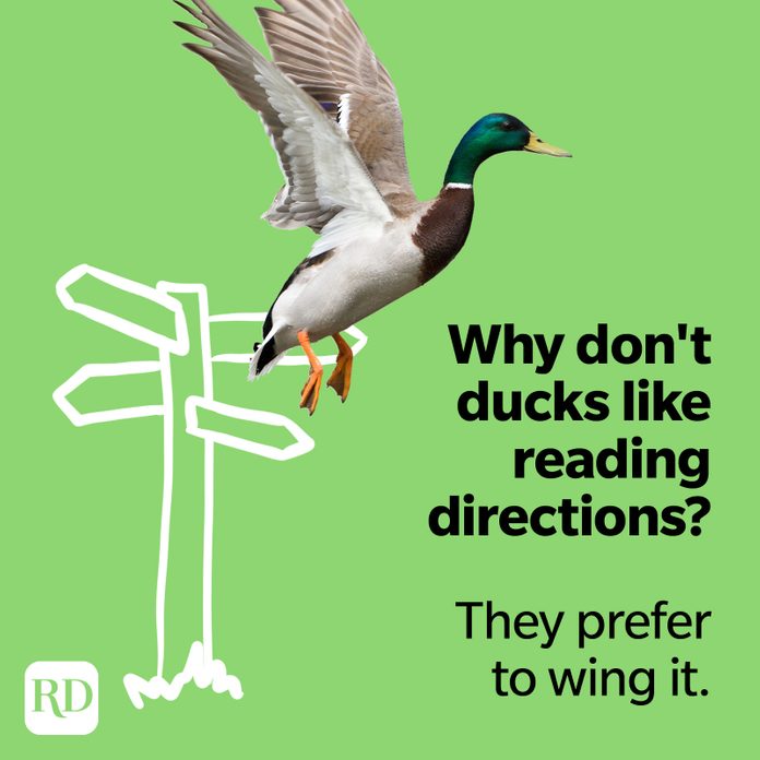 Hilarious Duck Jokes That Fit the Bill Duck Puns