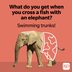 45 Elephant Jokes That Are a Ton of Laughs