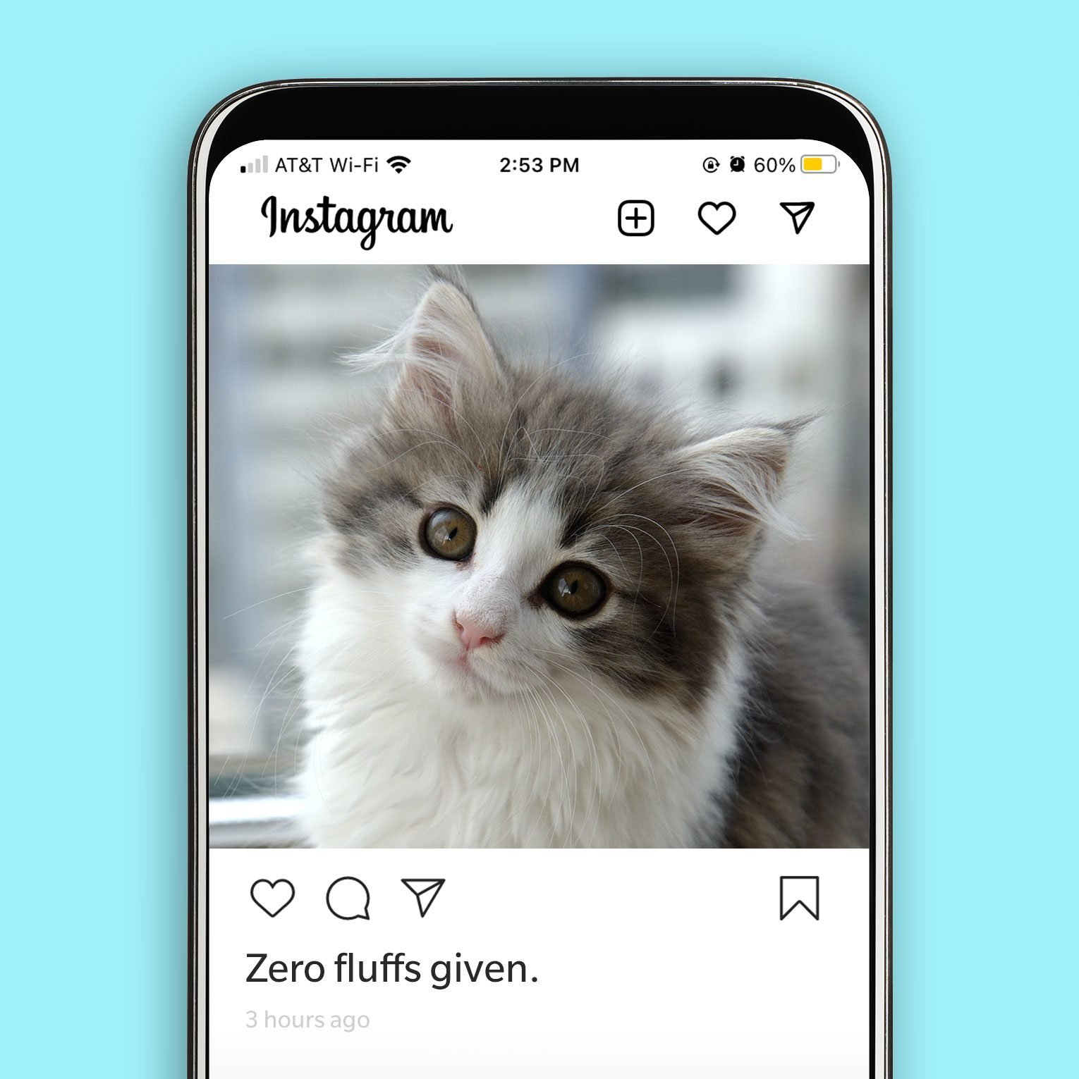 best instagram captions for cats