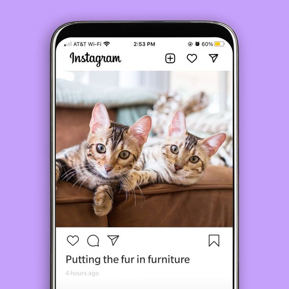 45 Best Cat Instagram Captions for a Purrfect Post | Reader's Digest