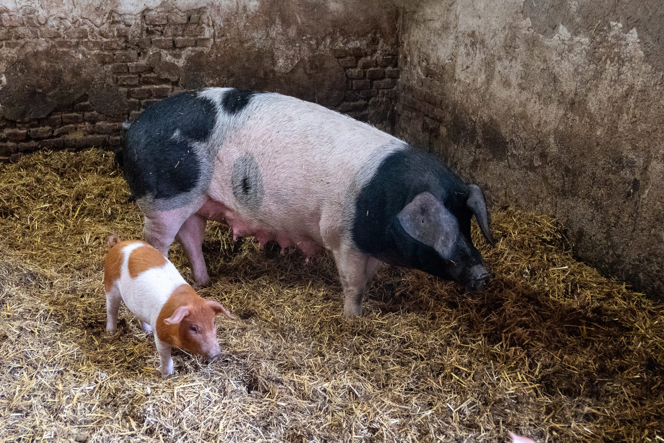 pig and piglet in a sty