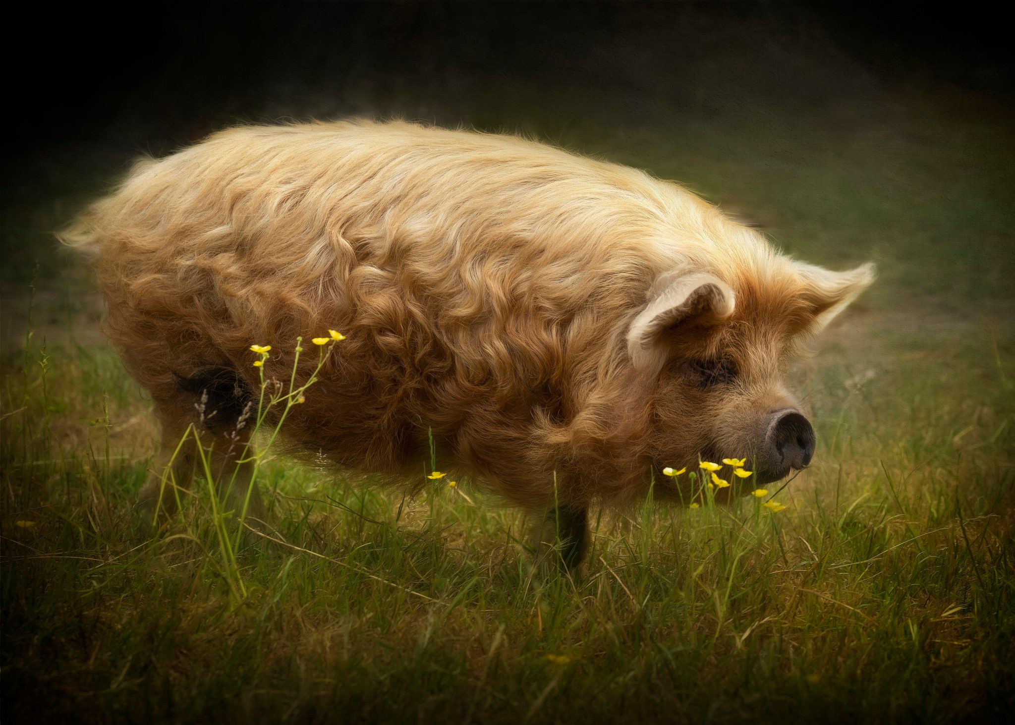 Kunekune pig with golden locks strolls through pasture