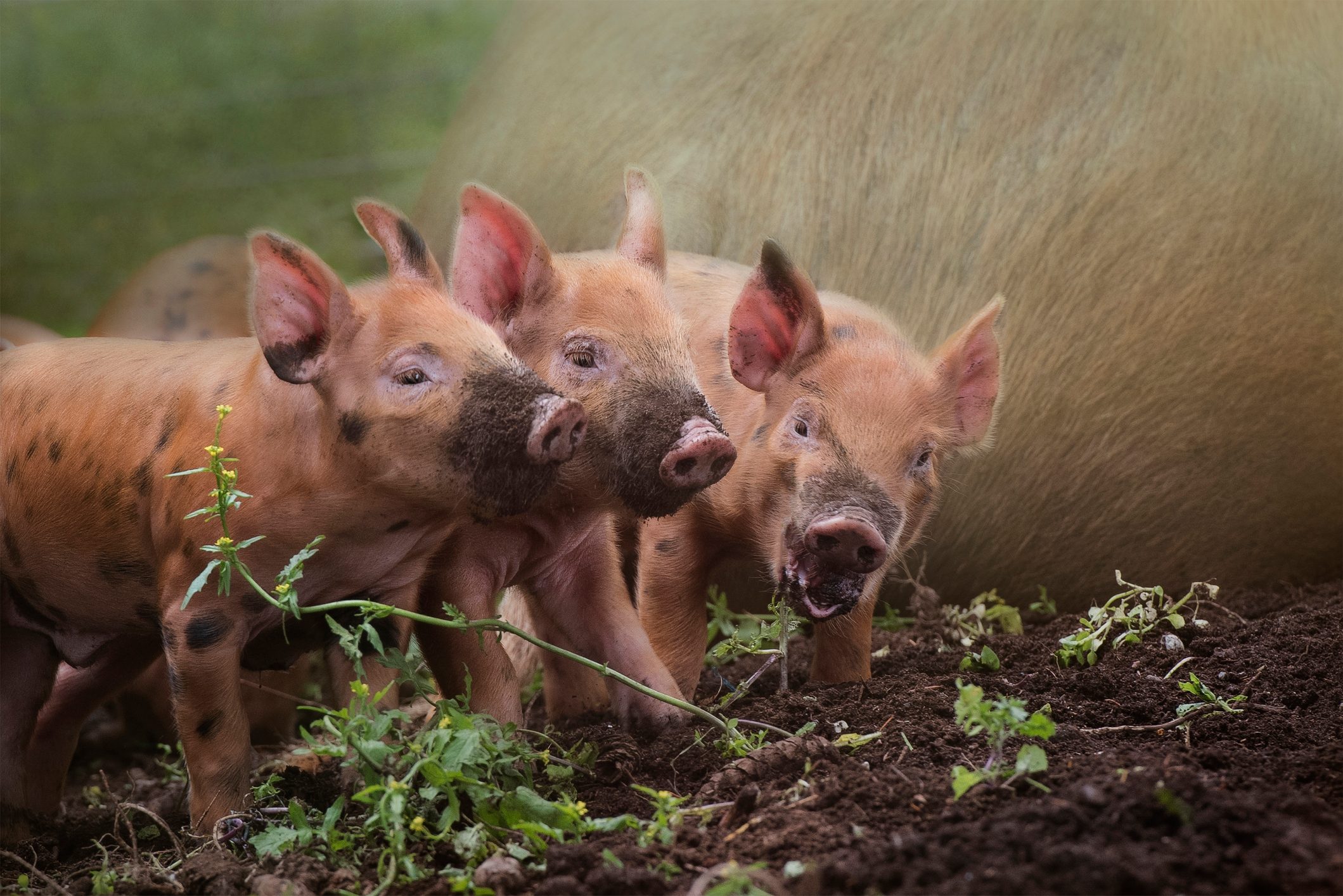 three little red piglets with muddy noses