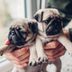 30 Adorable Pug Pictures That'll Make You Want to Adopt One