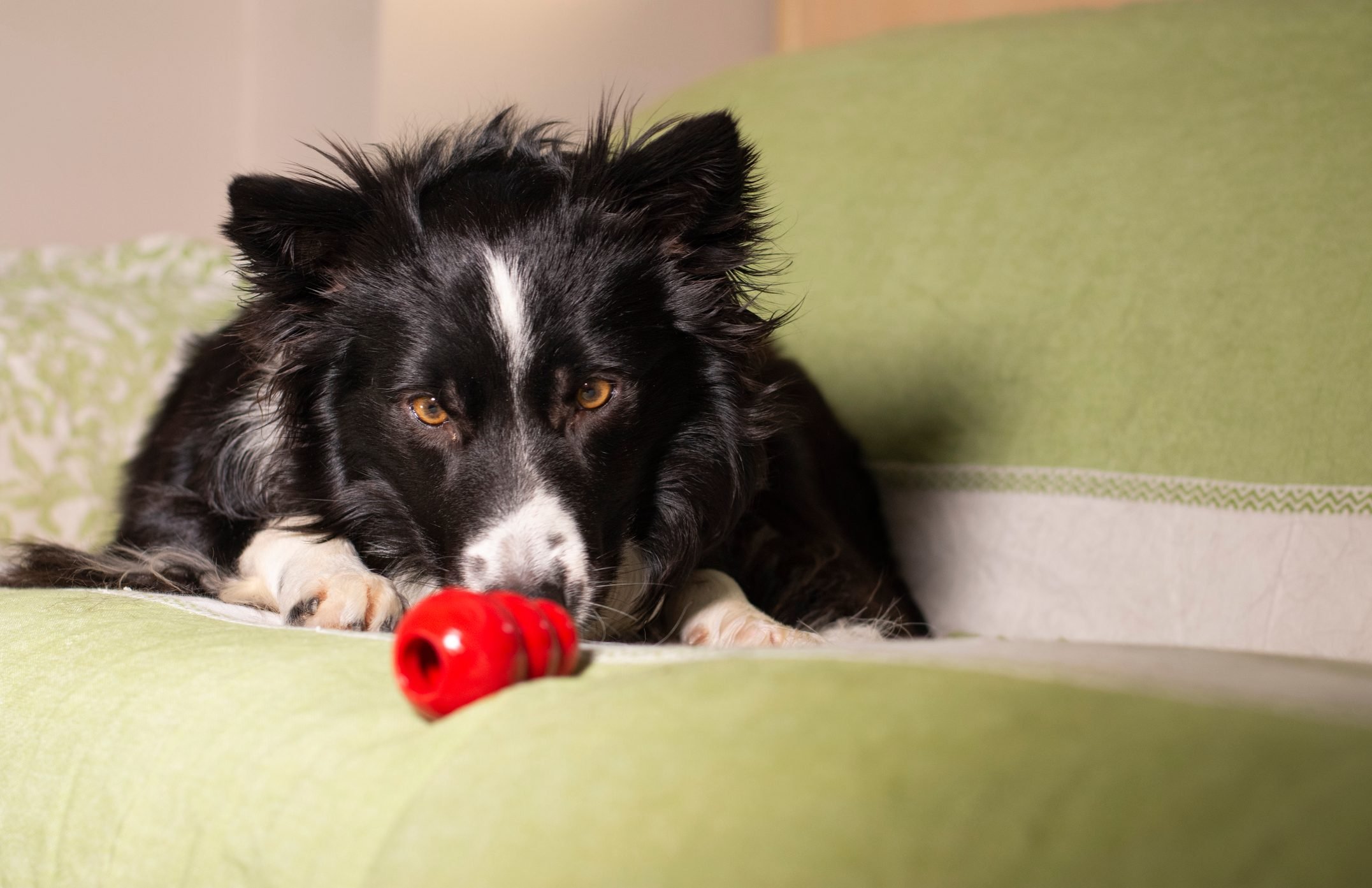Your Dog Is Bored. Here's How to Solve That · The Wildest