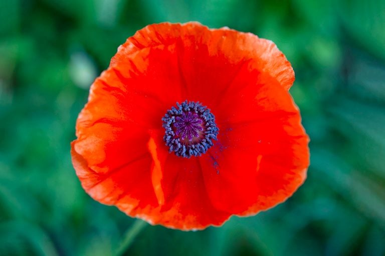 Memorial Day Poppies The Significance Behind The Red Flowers