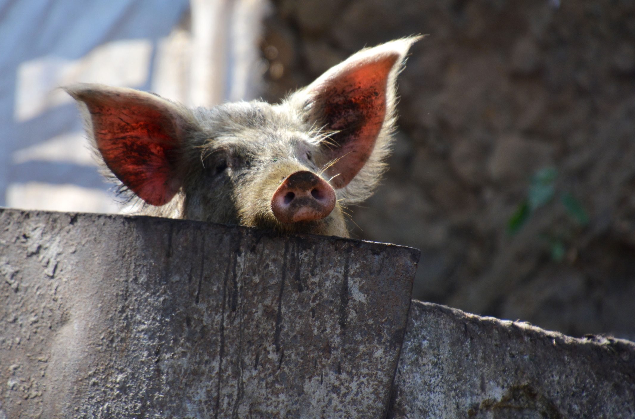 pig peering over a wall