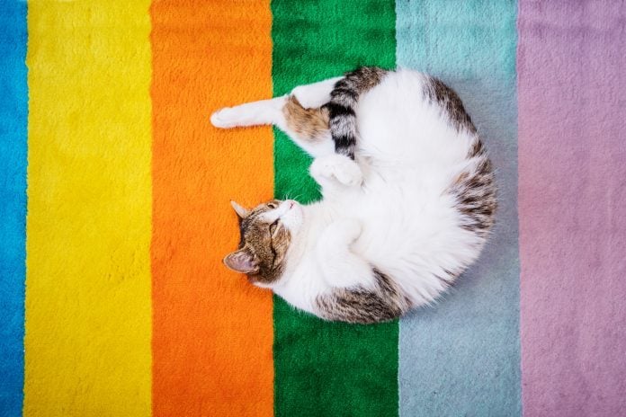 Can Cats See Color? — What Colors Can Cats See? | Trusted Since 1922