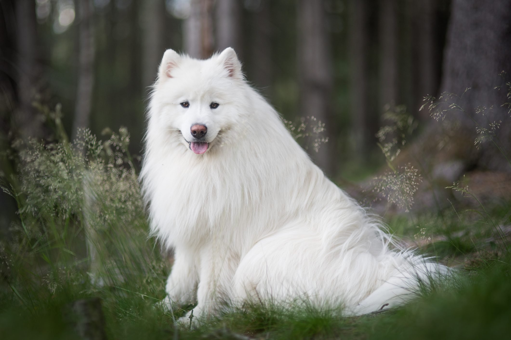 what are the fluffy white dogs