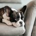How to Know When Your Dog Is Bored (and What to Do)