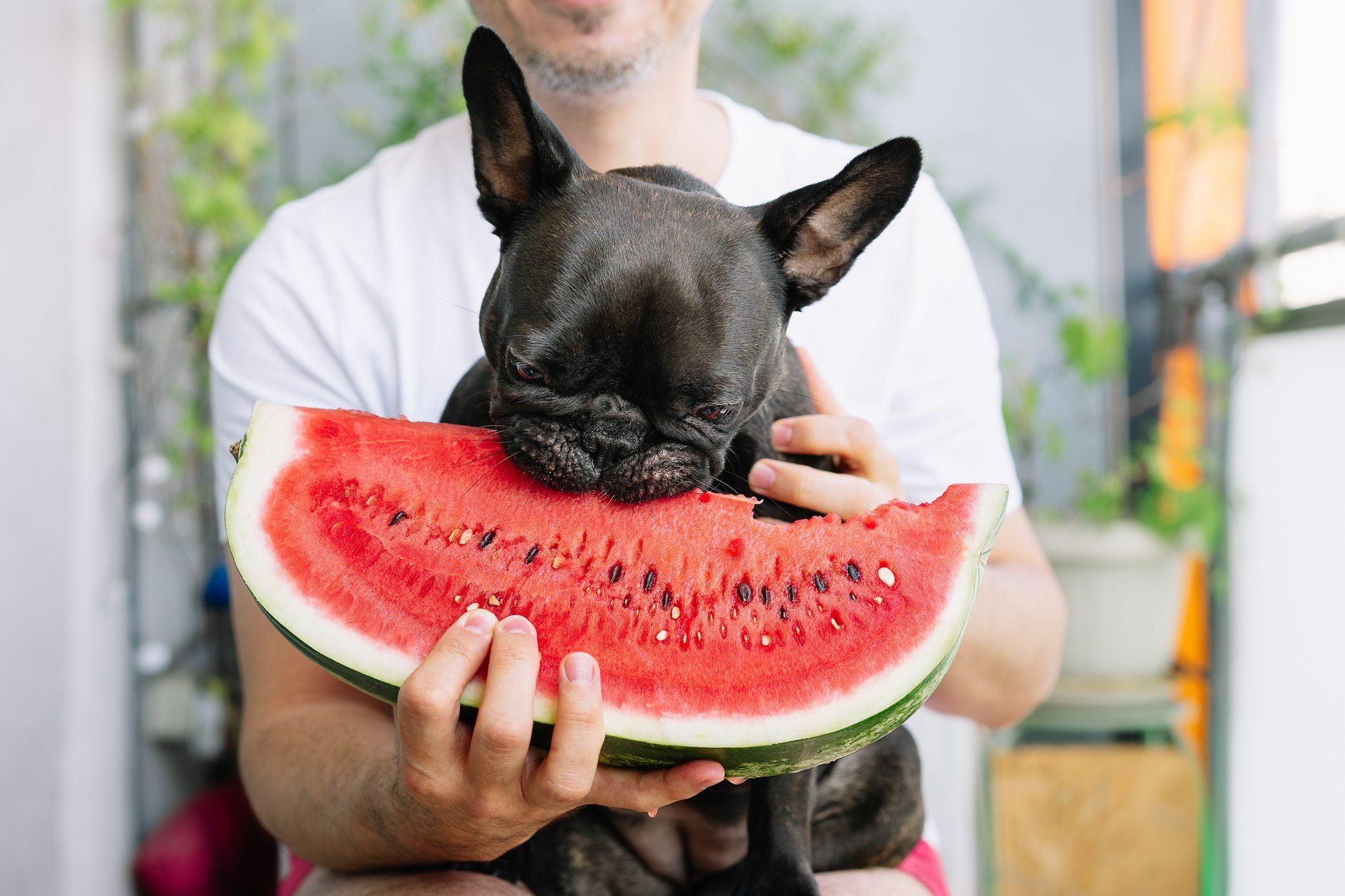 what human food is ok for dogs