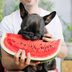 What Human Foods Can Dogs Eat? 35 Foods Fido Can Eat Too