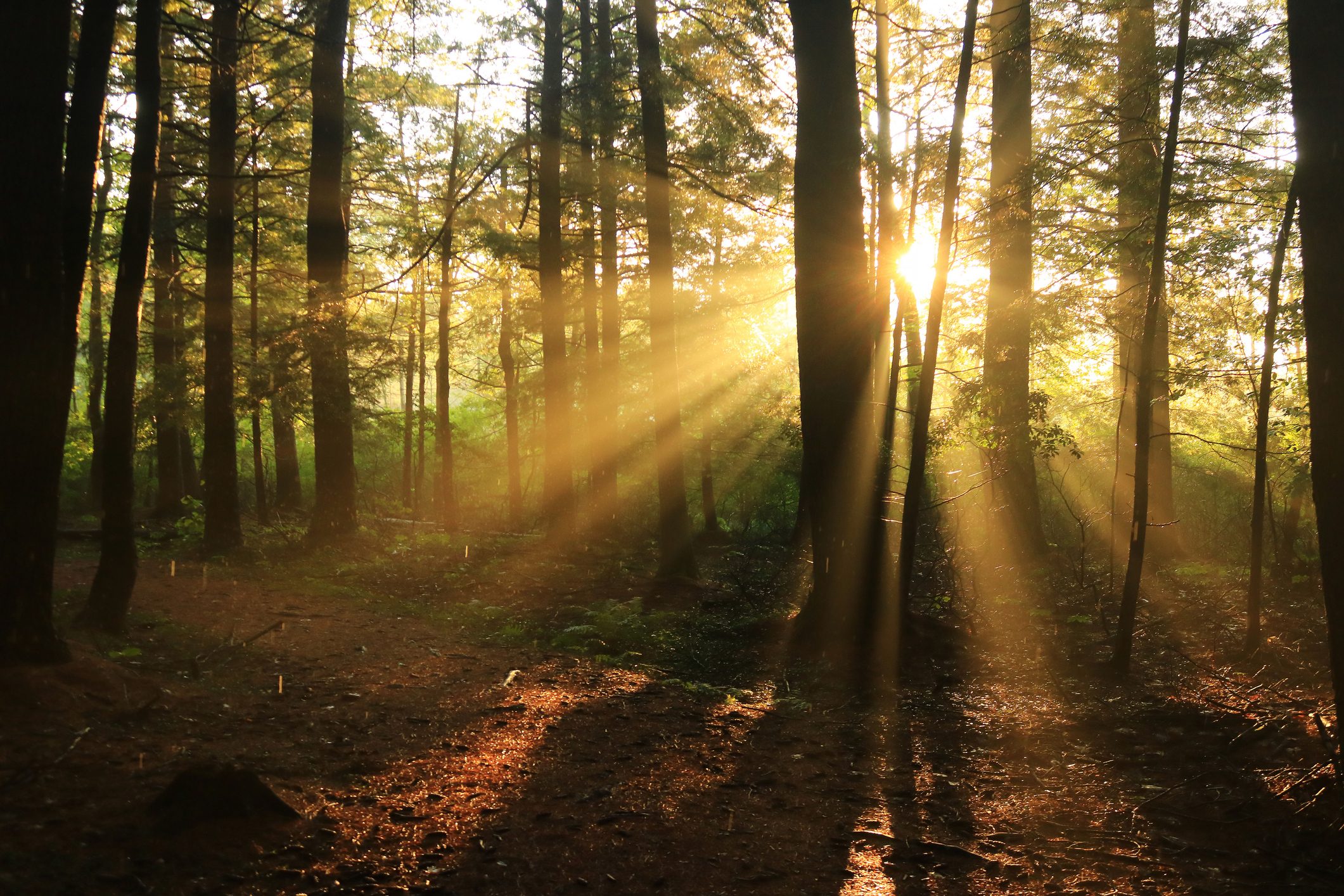 a low sun shines it's rays through trees in a forest in autumn