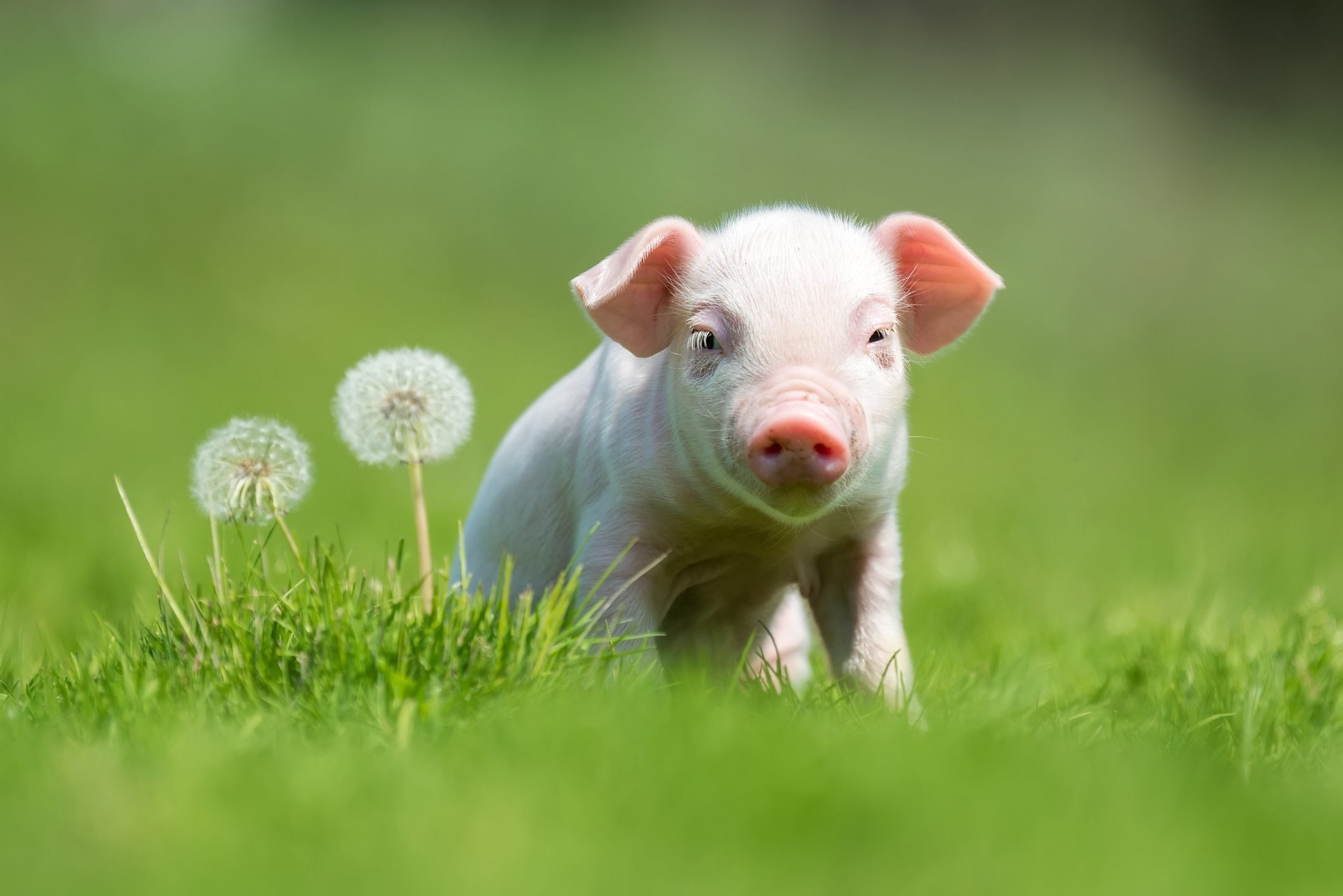 Top 24 Cute Little Pigs Pictures Update - vrogue.co