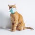 Can Cats Catch Colds? How to Spot the Symptoms