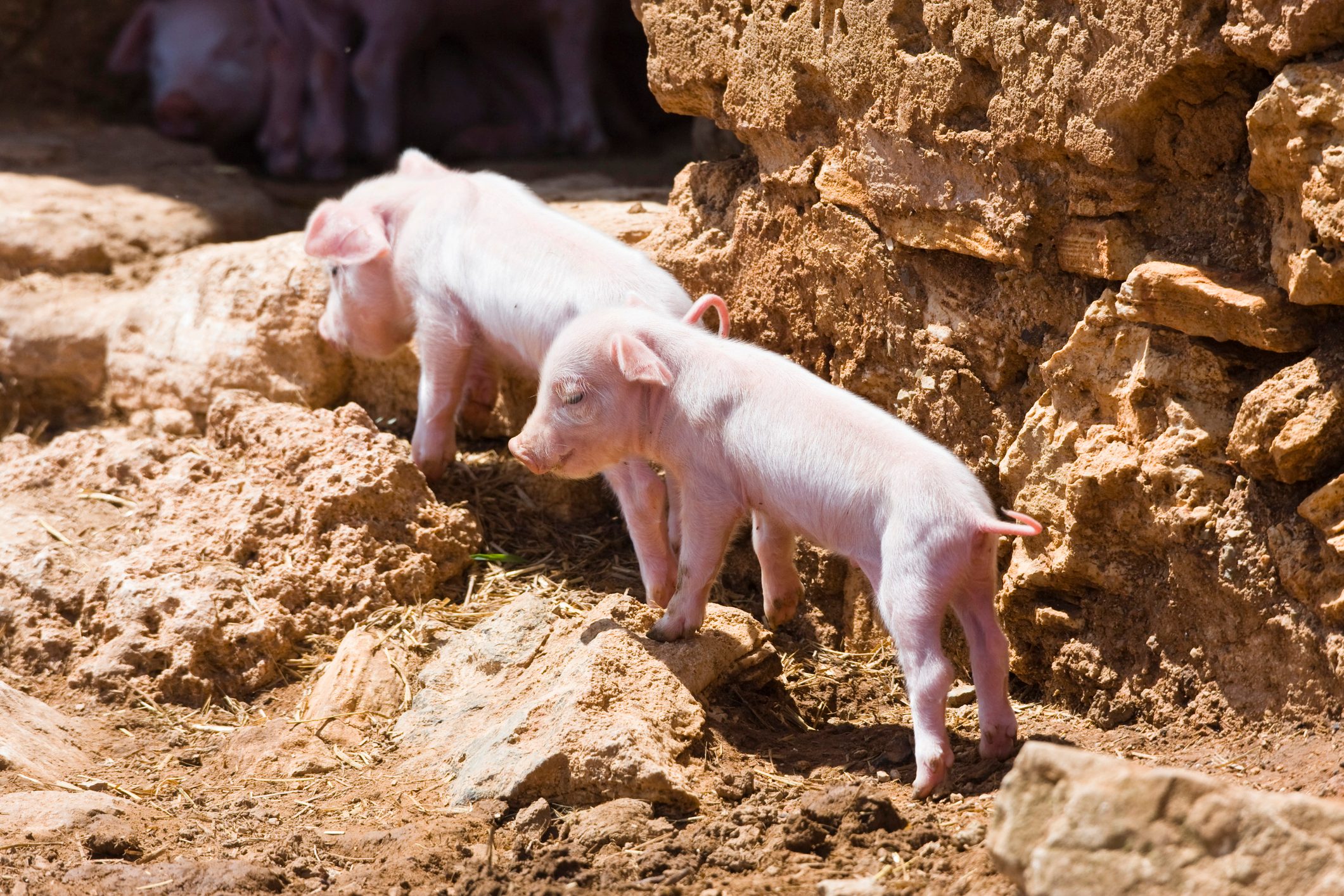 young pigs exploring the farm