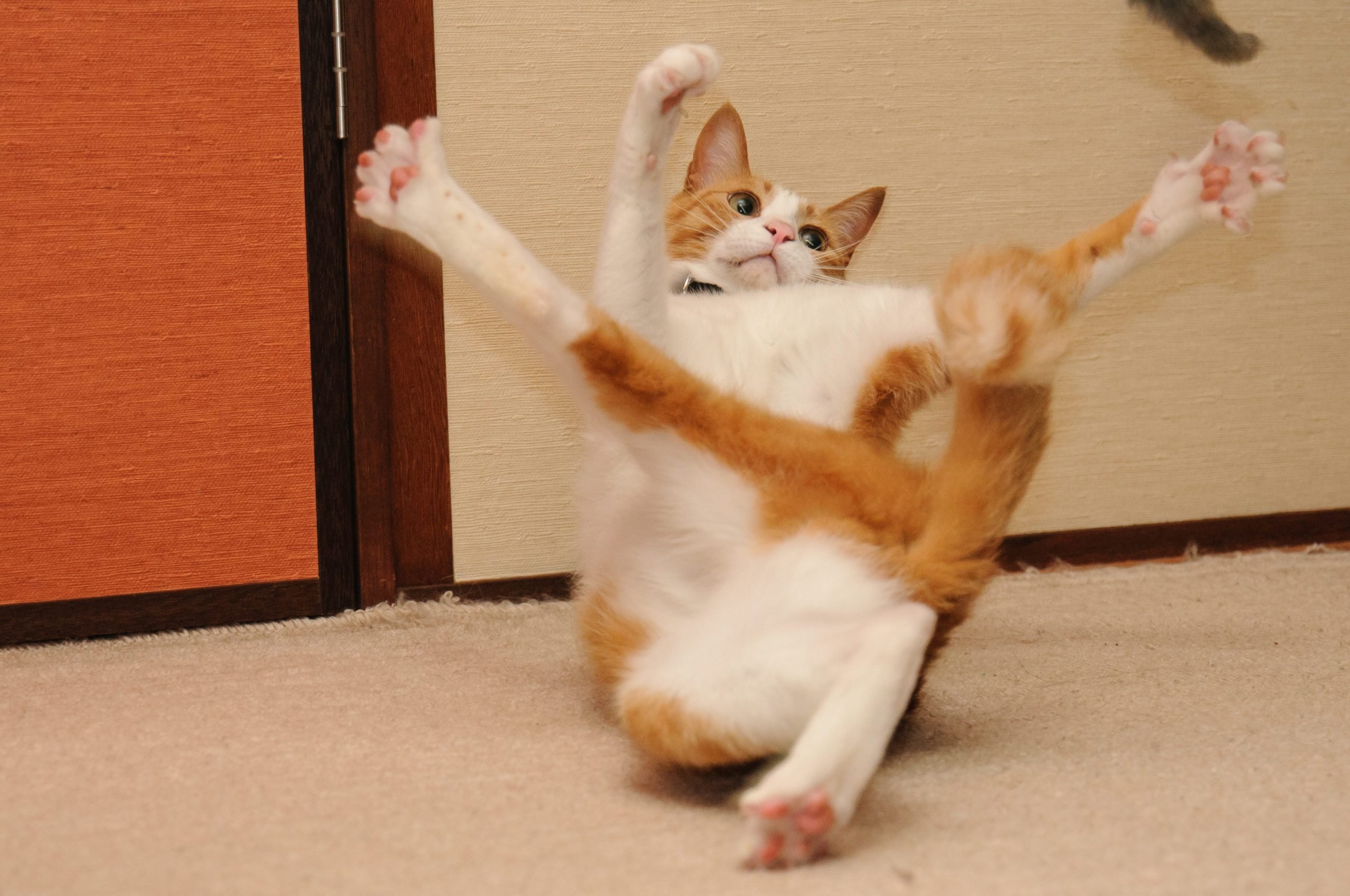 Cat flailing limbs