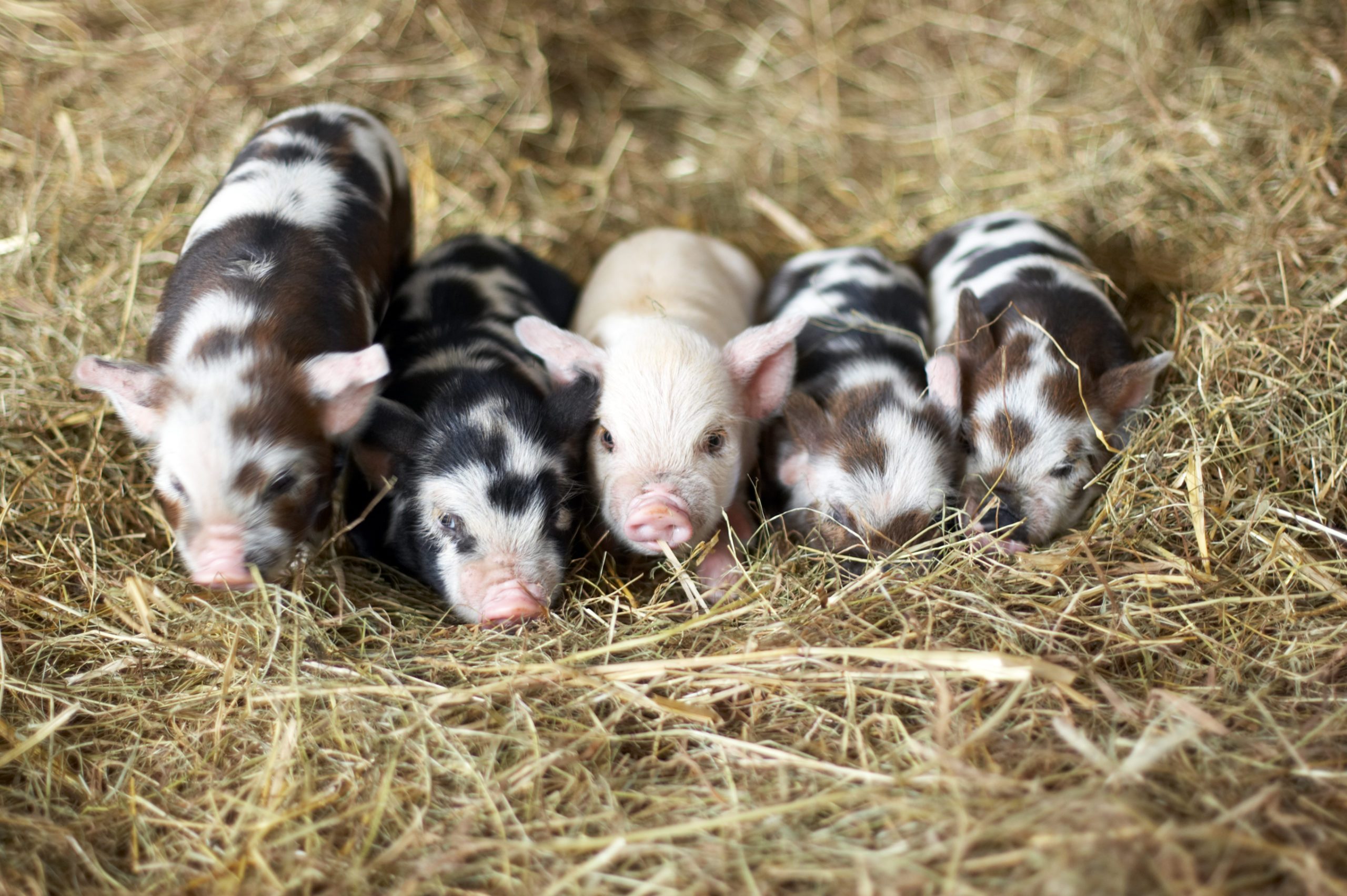 Five piglets laying together in hay