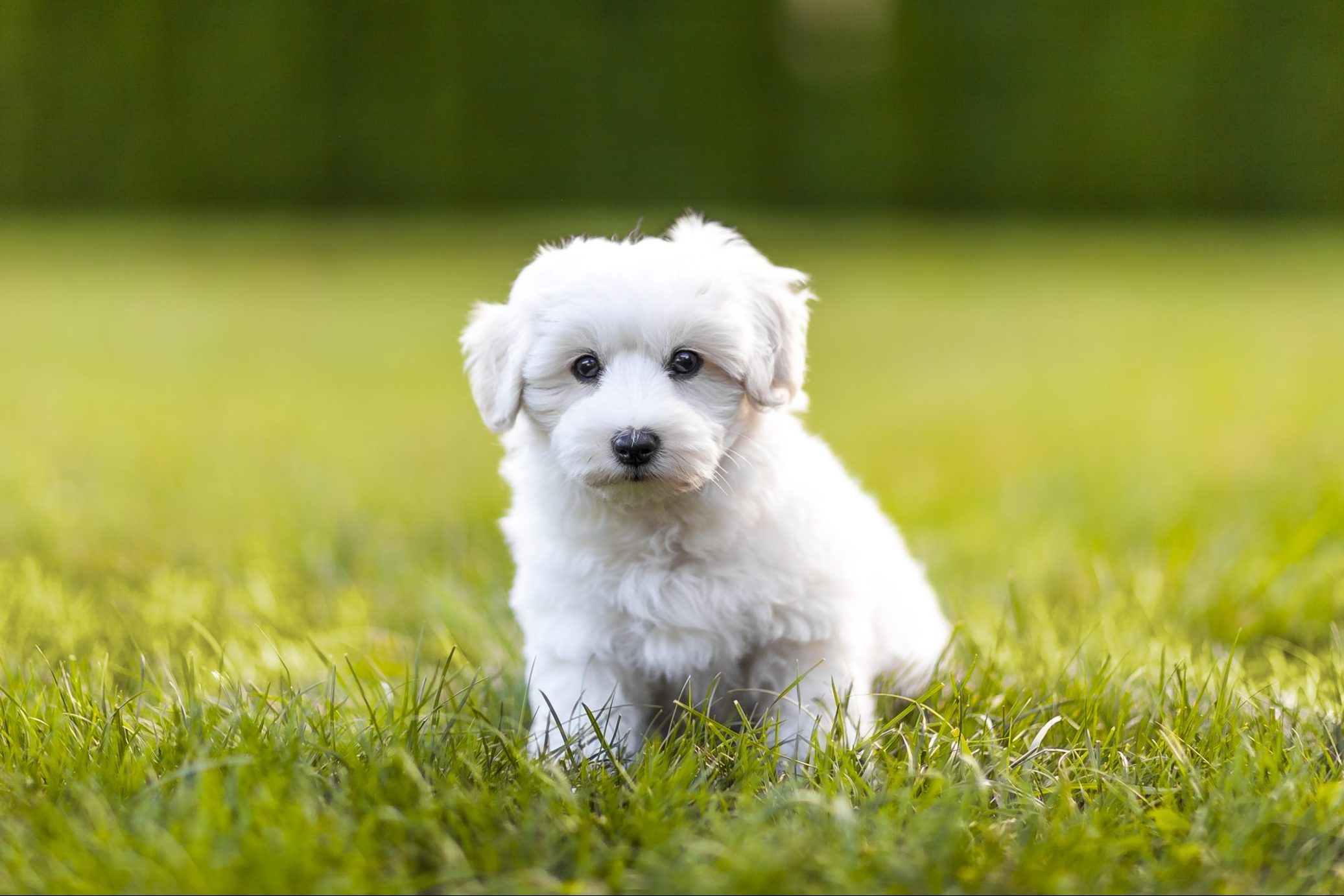 20 of the Cutest White Dog Breeds Reader's Digest