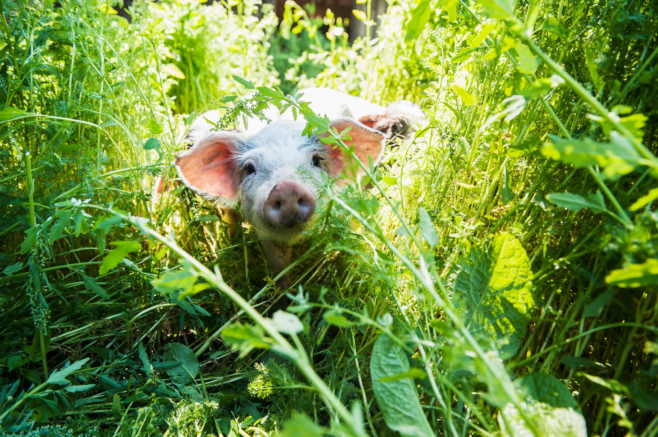 small pig in tall grass