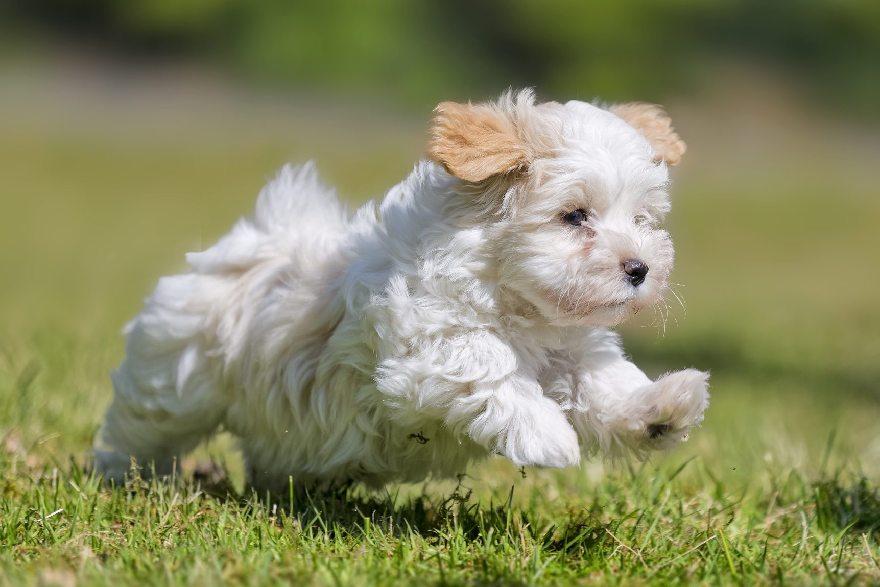 20 of the Cutest White Dog Breeds (2023)