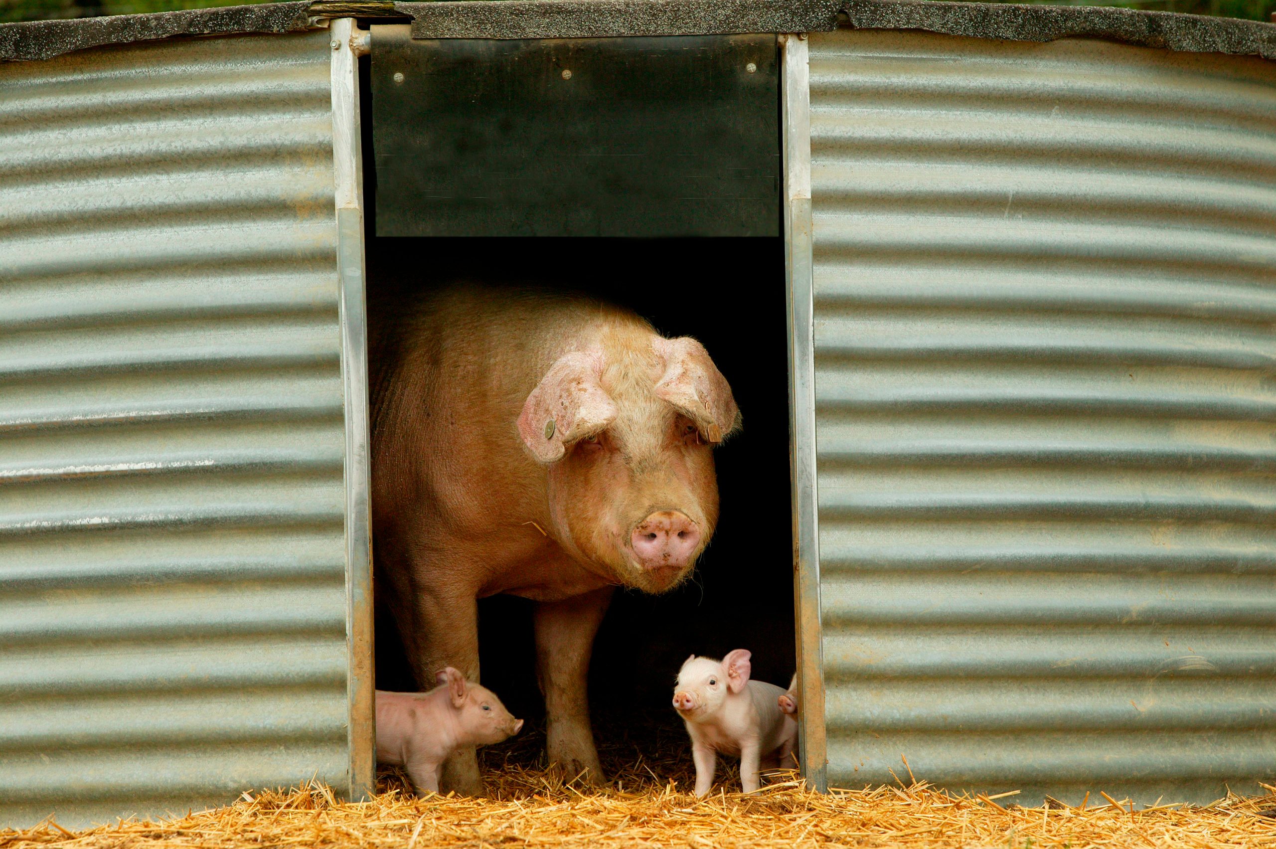Large White pig and two piglets stand in a barn doorway
