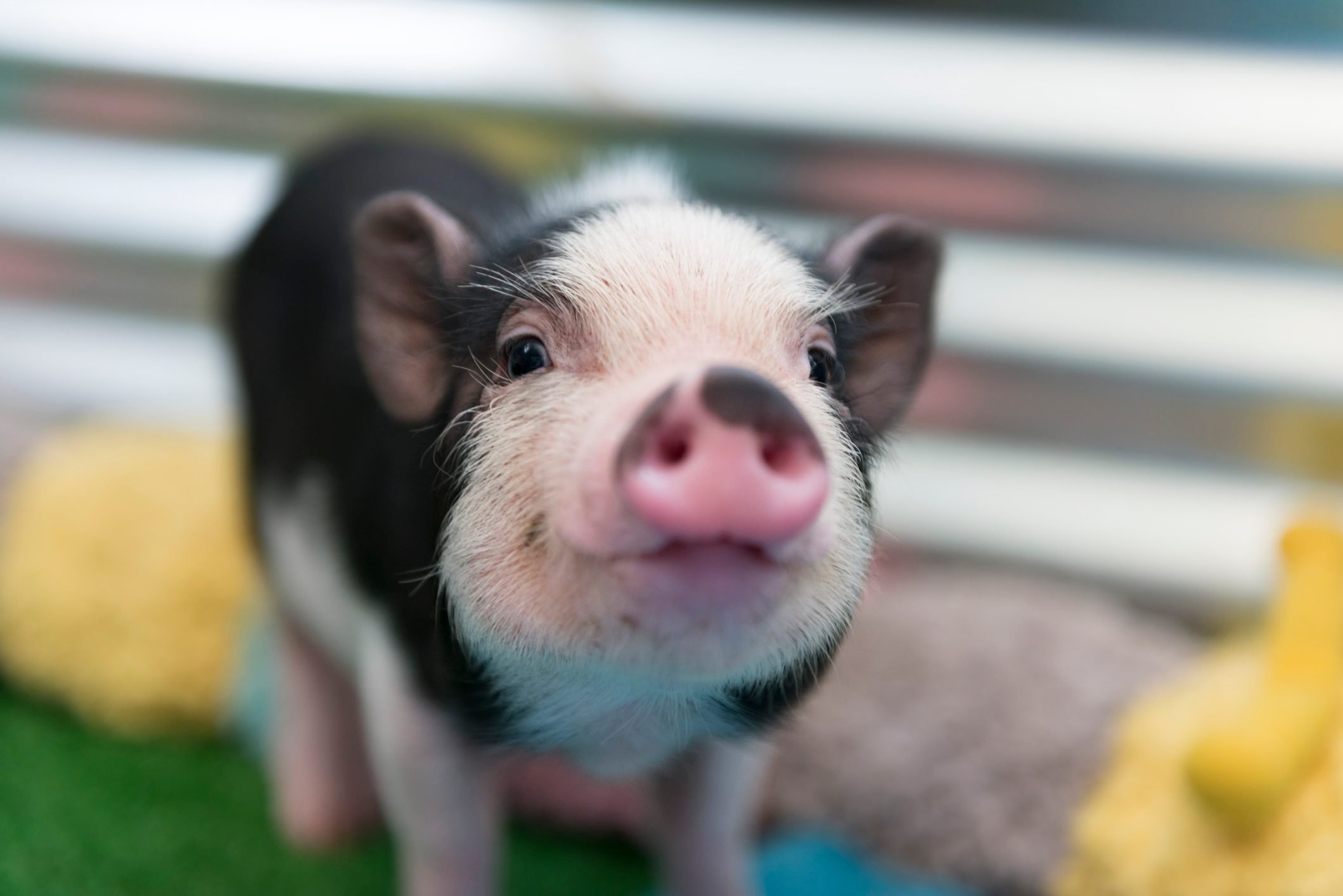 Stam terugbetaling zomer 40 Adorable Pig Pictures to Make You Smile | Reader's Digest