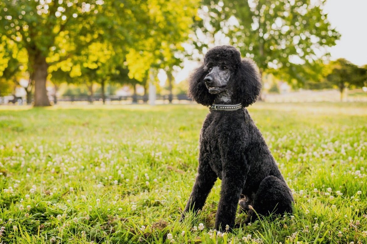 Standard Poodle Sitting On Grassy Field