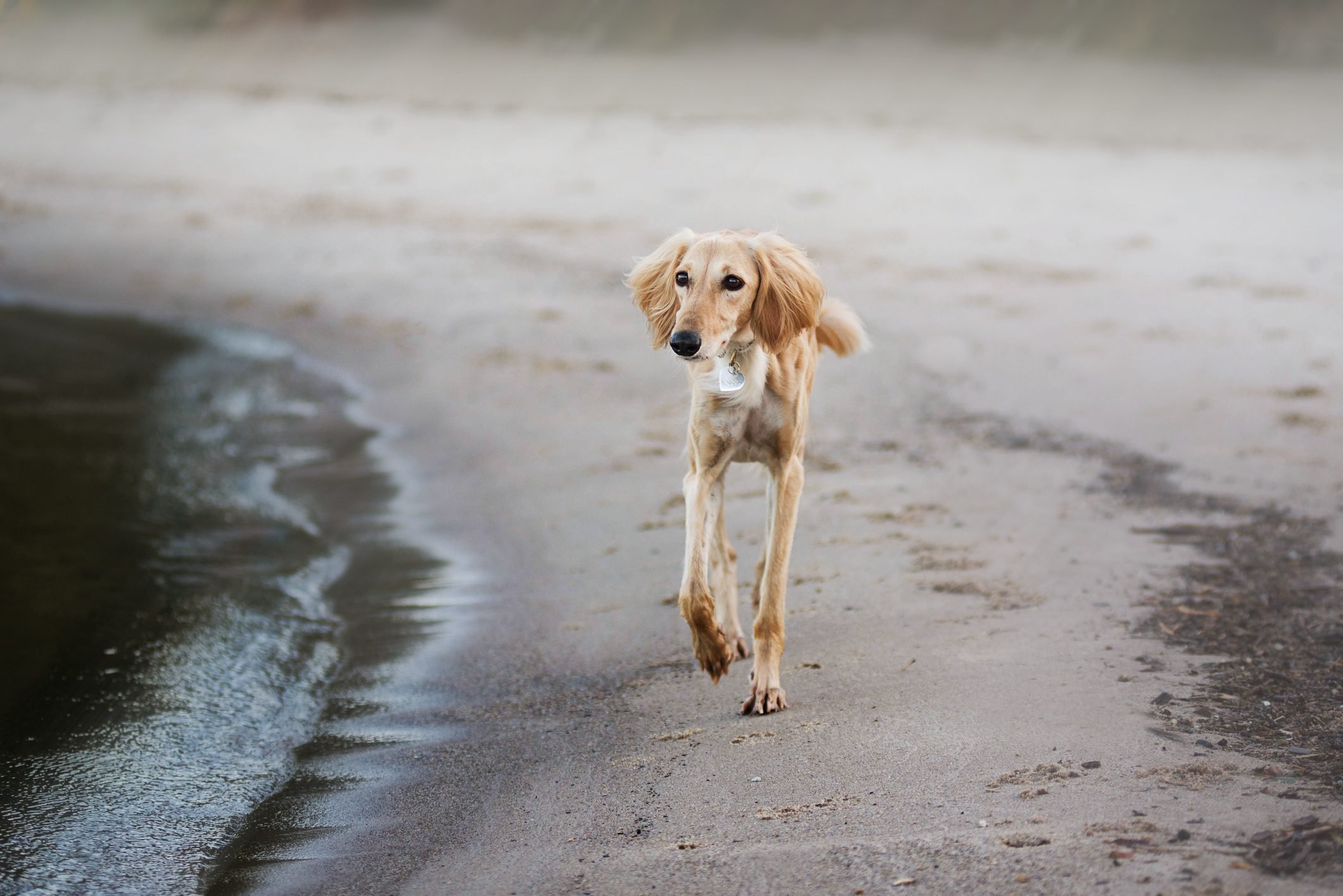 Young saluki (persian greyhound) playing be the sea