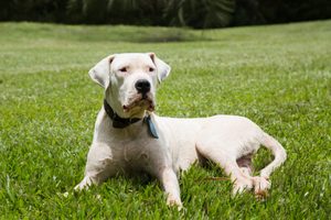 20 of the Cutest White Dog Breeds | Reader's Digest