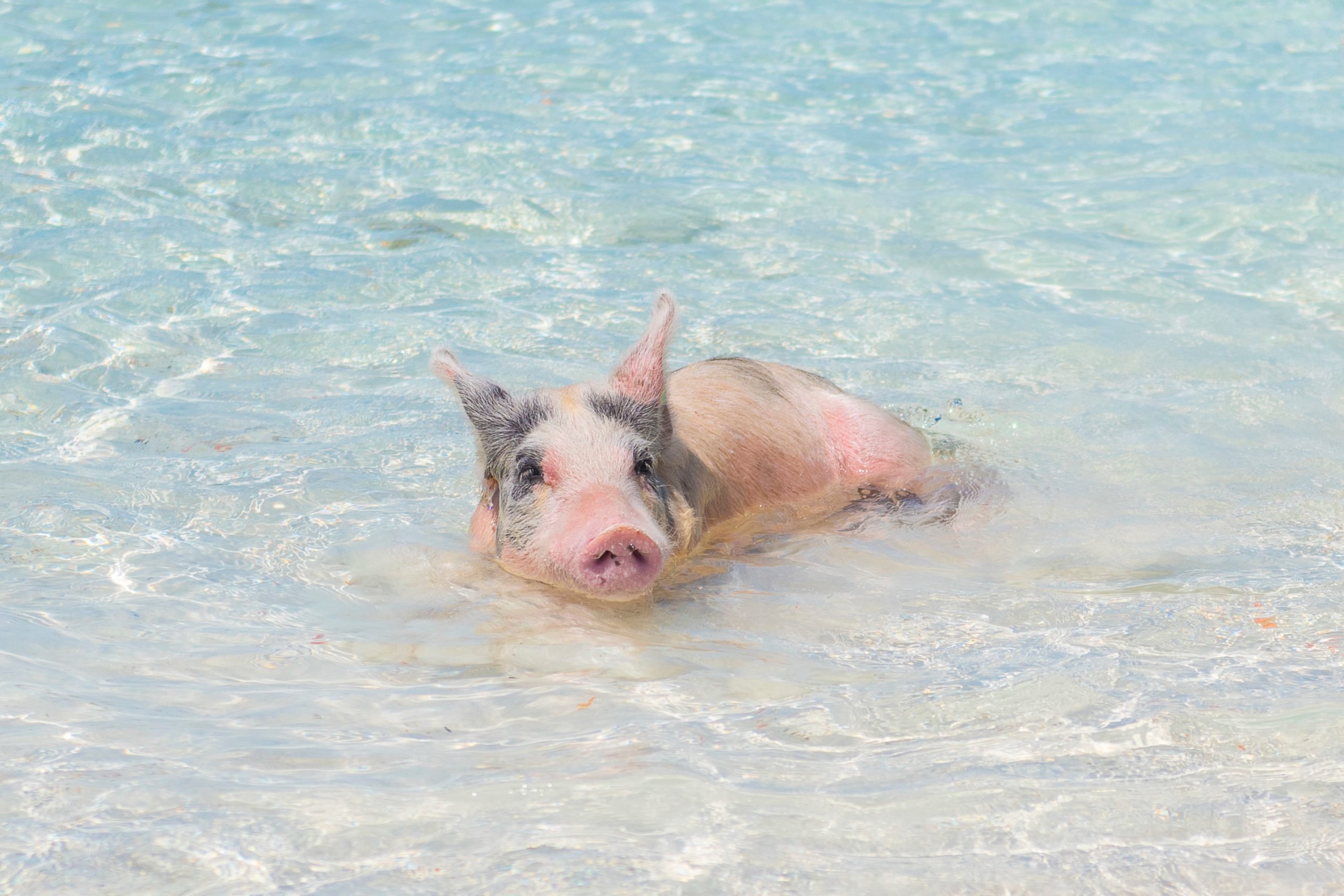 Wild Pig Sitting in Water at Pig Beach in the Bahamas