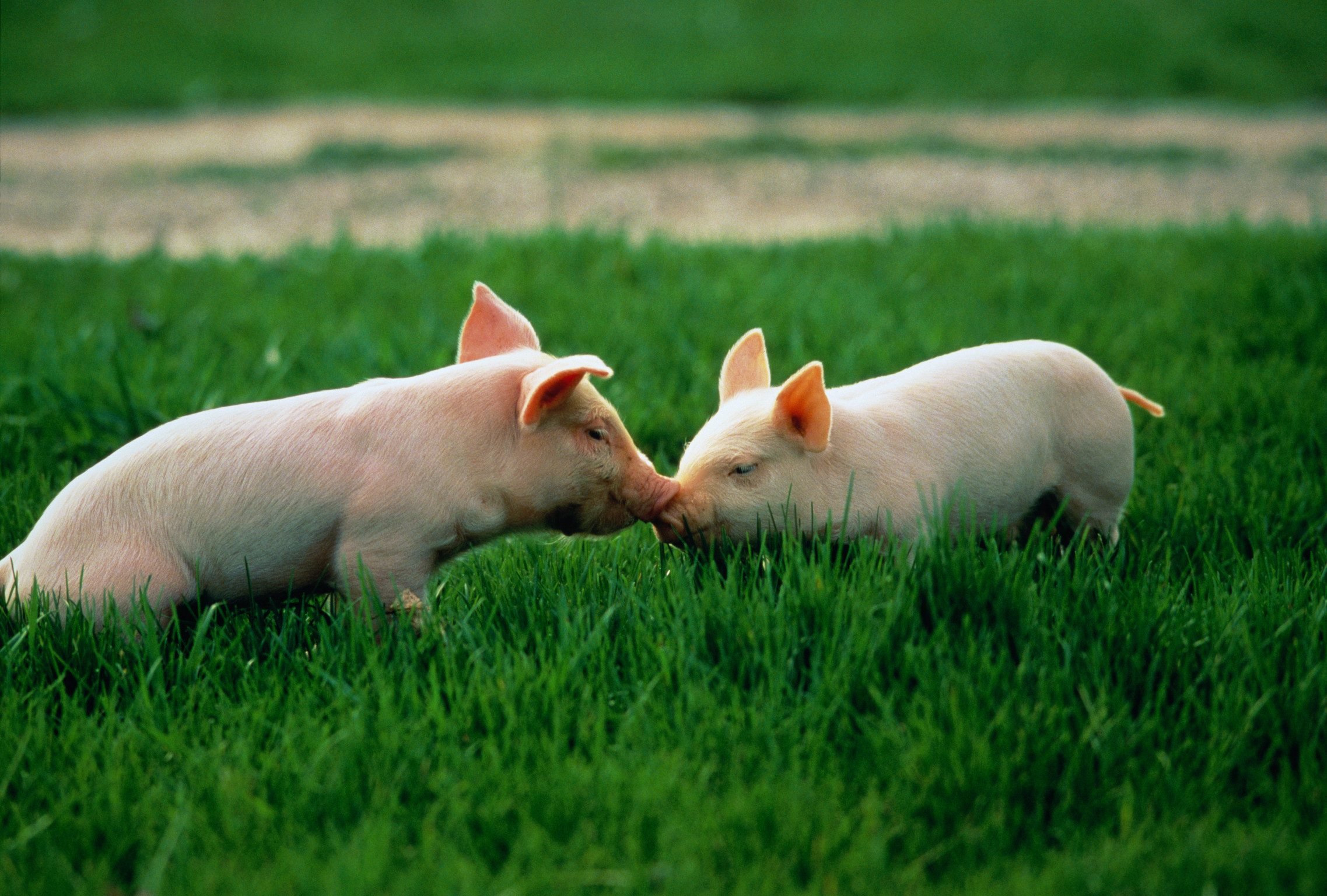 Two piglets in a field touching noses